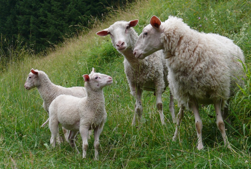 Familienaufstellung