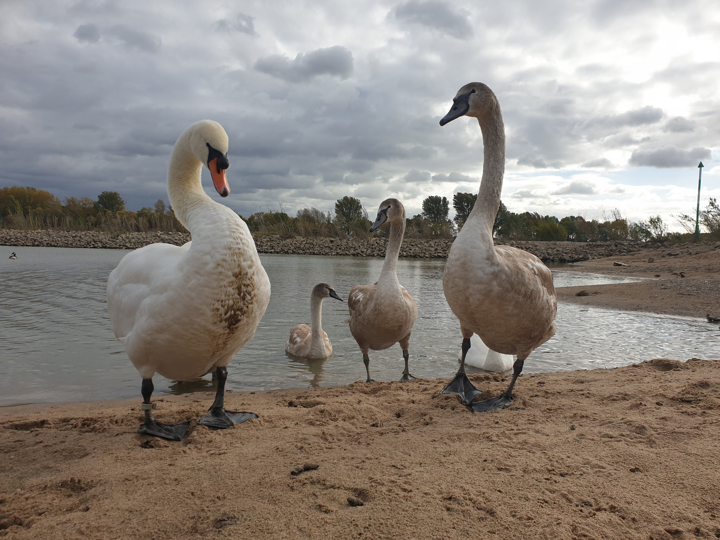 Familienaufstellung bei der Fam. Schwan