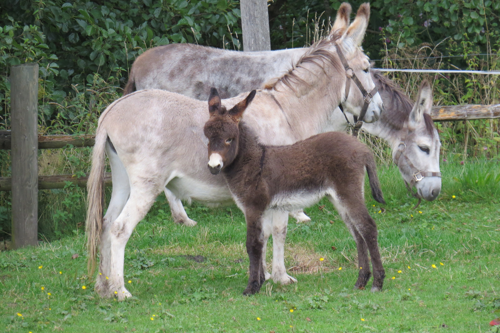 Familienaufstellung