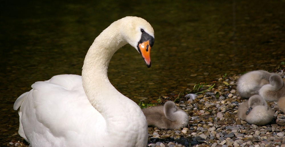 Familienausflug