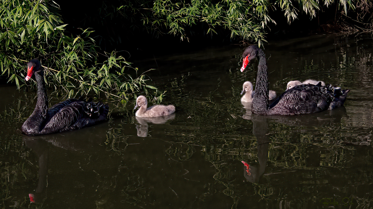 Familienausflug....