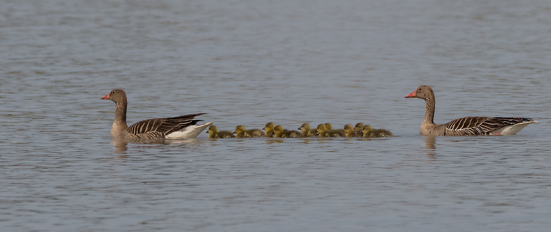 ``Familienausflug´´