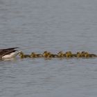 ``Familienausflug´´