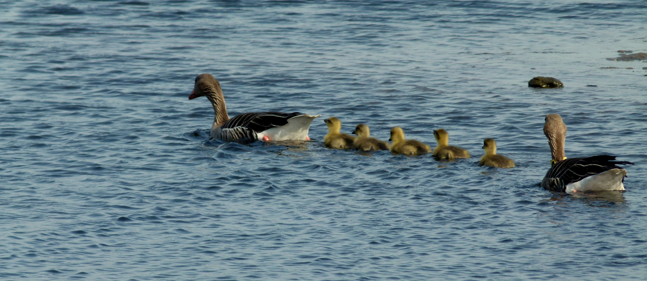 Familienausflug