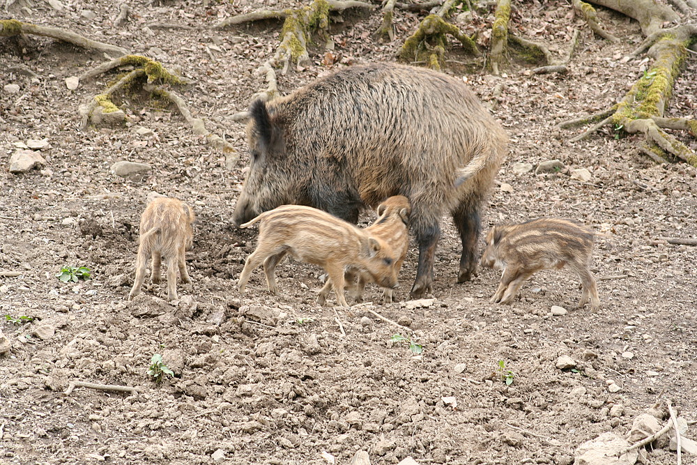 Familienausflug