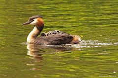 -Familienausflug-