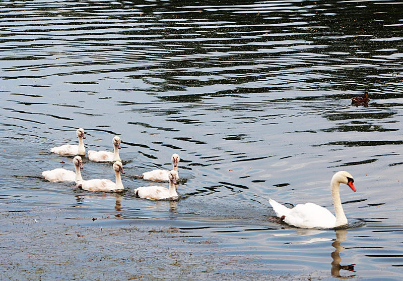 Familienausflug