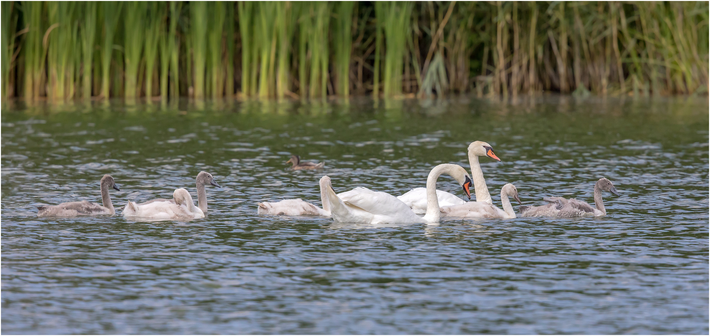 Familienausflug  .....