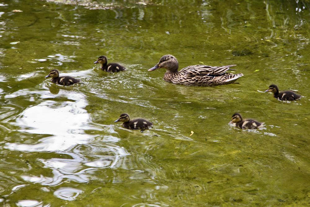 Familienausflug