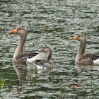 Familienausflug