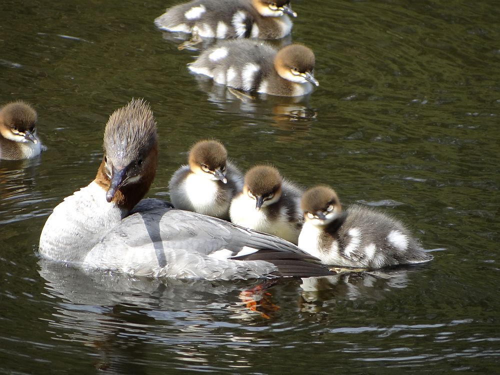 Familienausflug