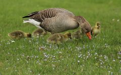 Familienausflug