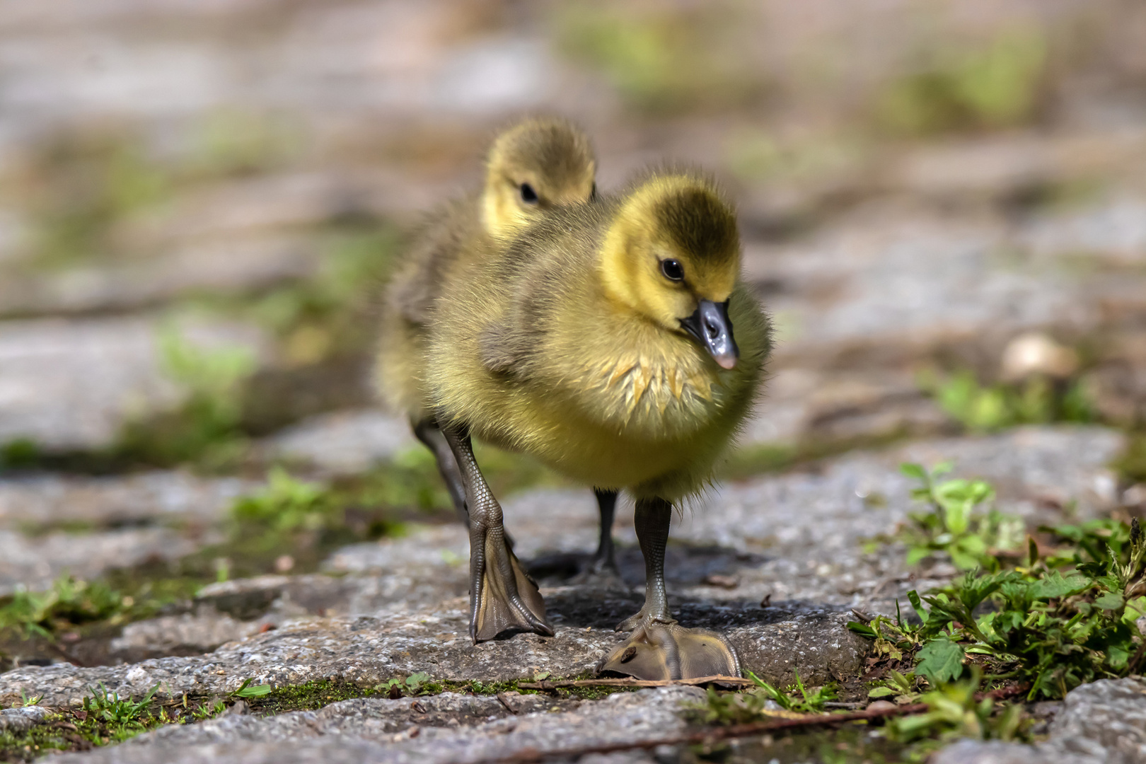 Familienausflug