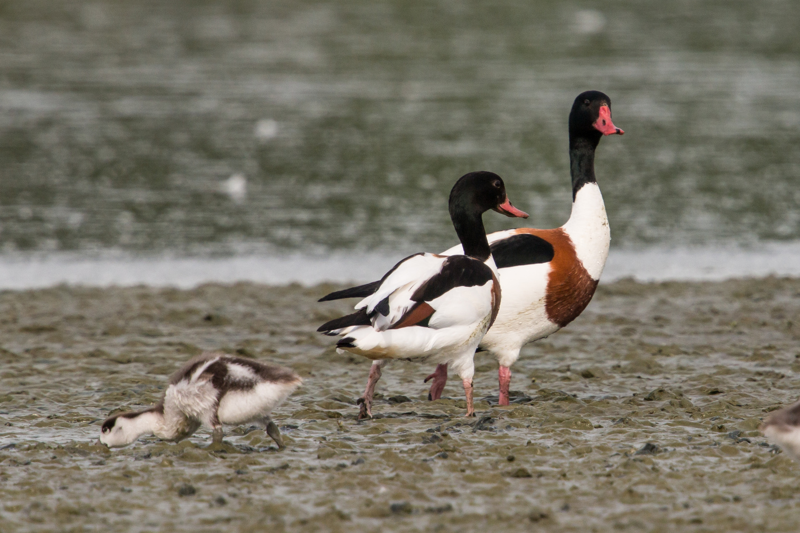 Familienausflug