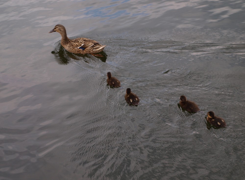 Familienausflug