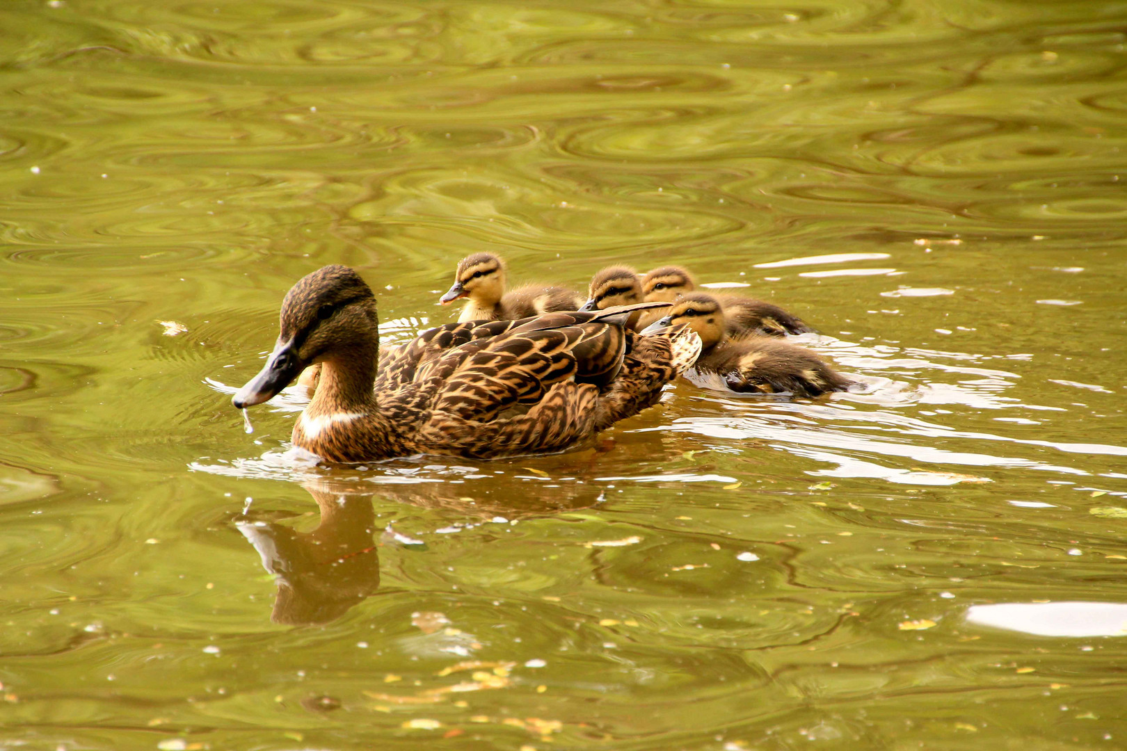 Familienausflug