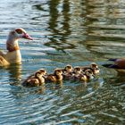 Familienausflug am Abend