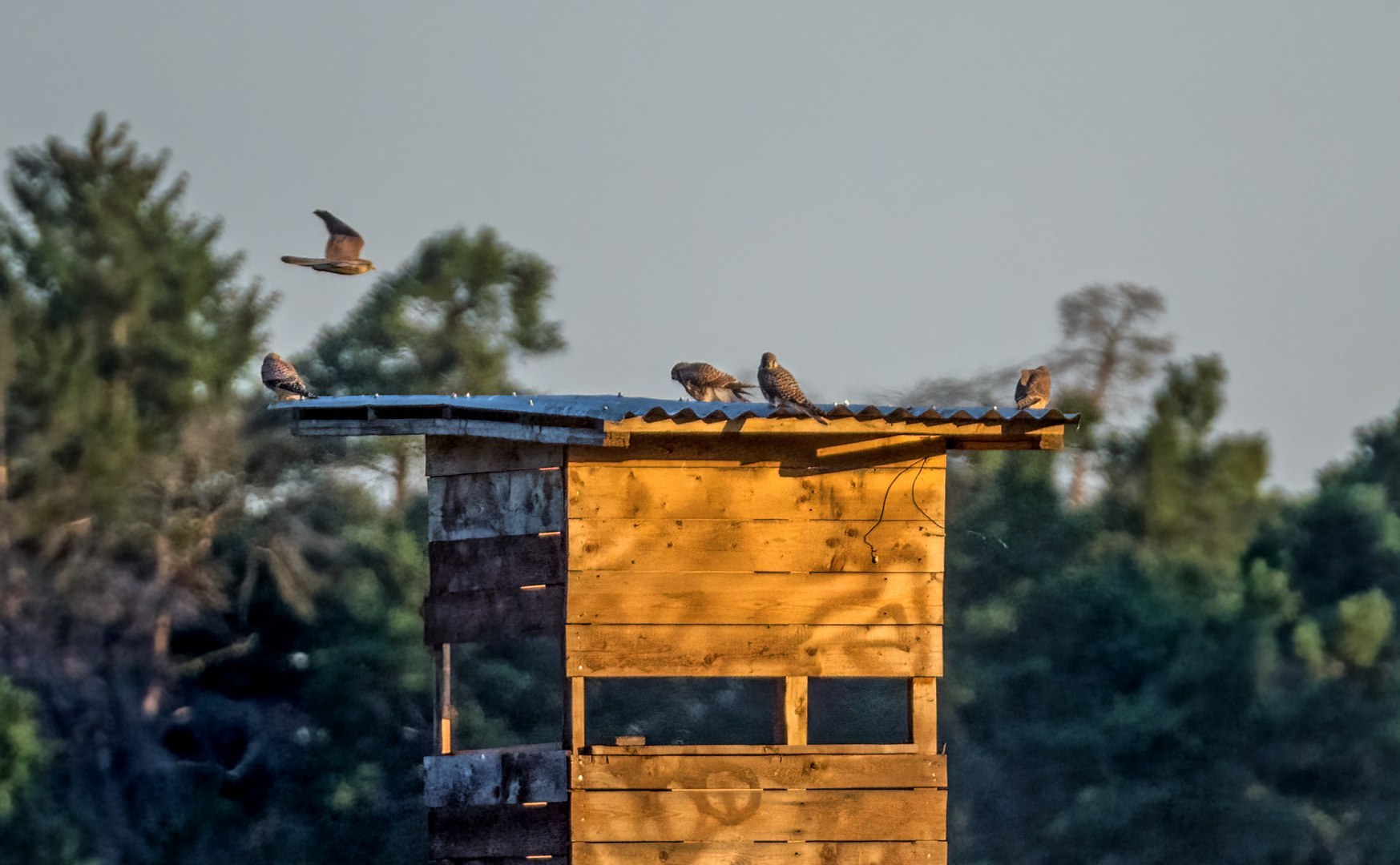 "FAMILIENAUSFLUG AM MORGEN"