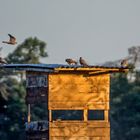 "FAMILIENAUSFLUG AM MORGEN"