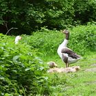 Familienausflug am Teich