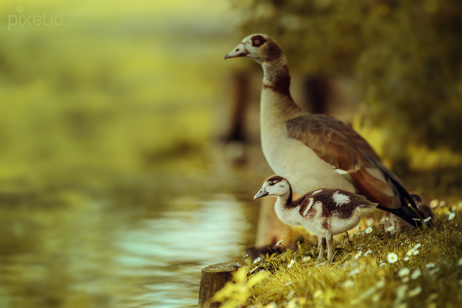 Familienausflug an den See