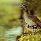 Familienausflug an den See