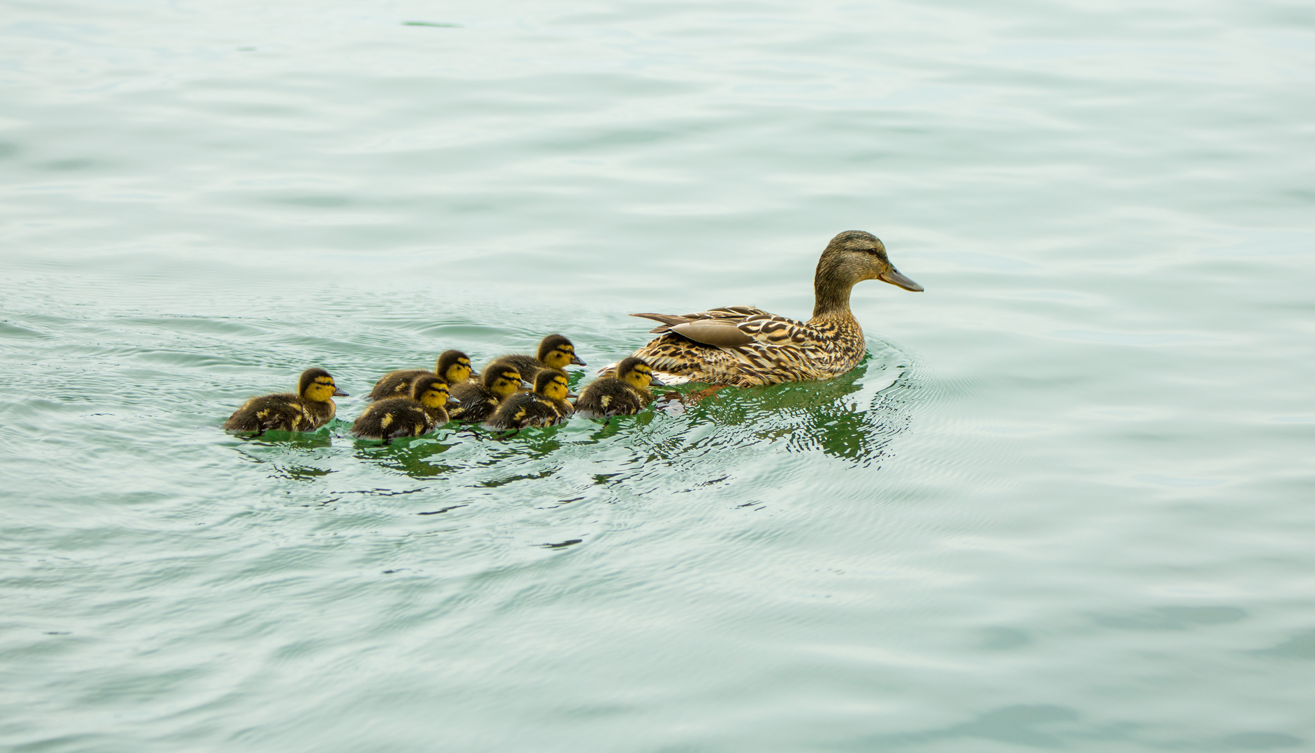 Familienausflug auf dem Maschsee