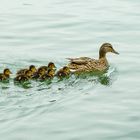 Familienausflug auf dem Maschsee