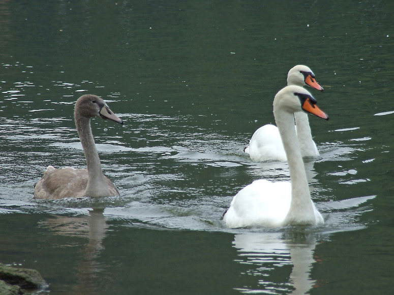 Familienausflug auf dem Neckar in Neckargemünd