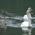 Familienausflug auf dem Neckar in Neckargemünd