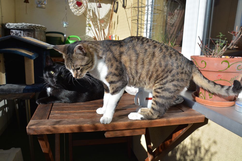 Familienausflug auf den Balkon 3