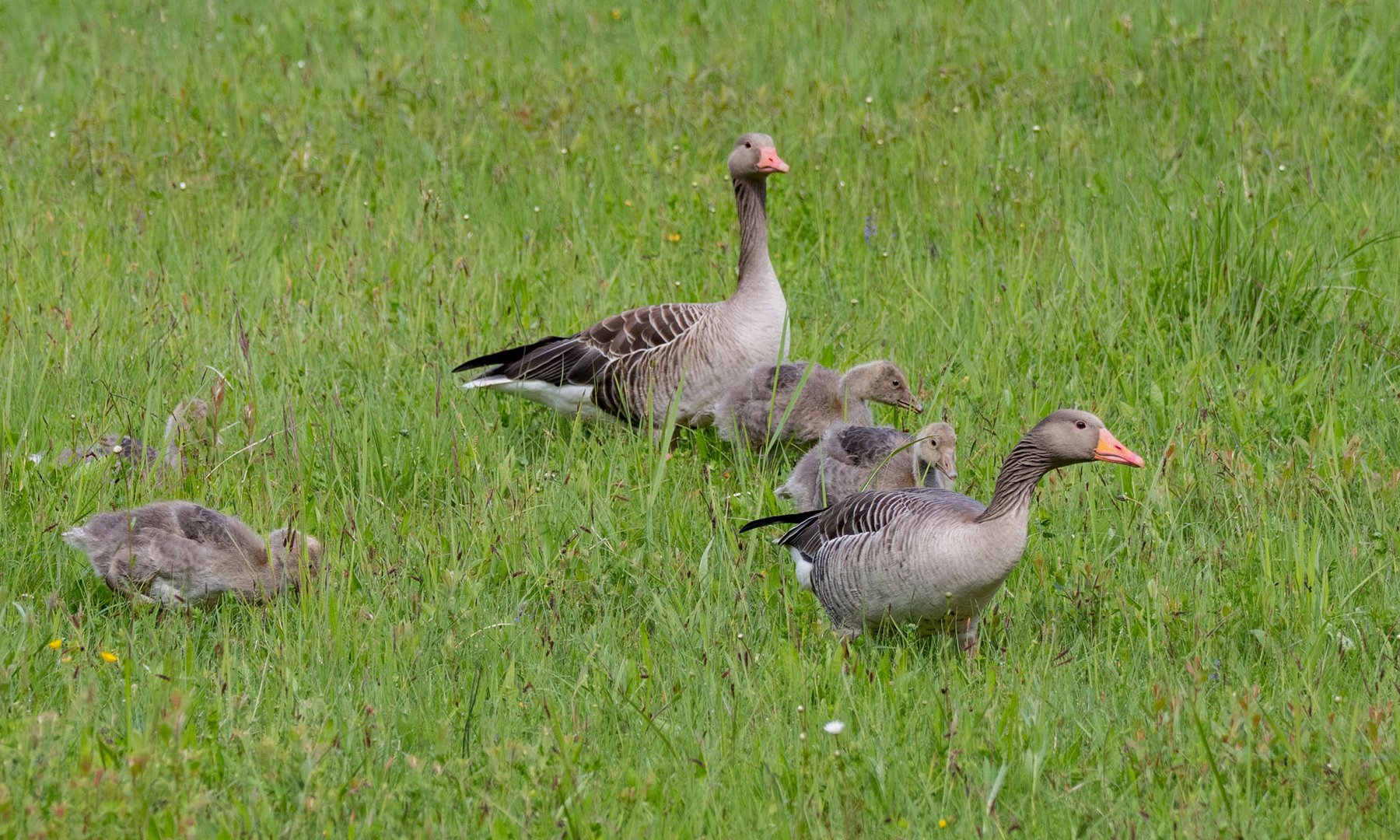 Familienausflug