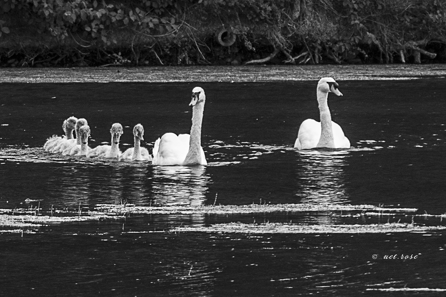 Familienausflug bei den Schwänen