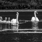 Familienausflug bei den Schwänen