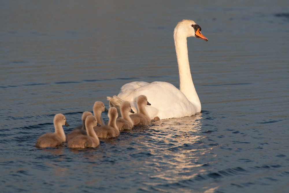 Familienausflug bei den Schwänen