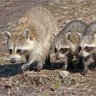 Familienausflug bei den Waschbären