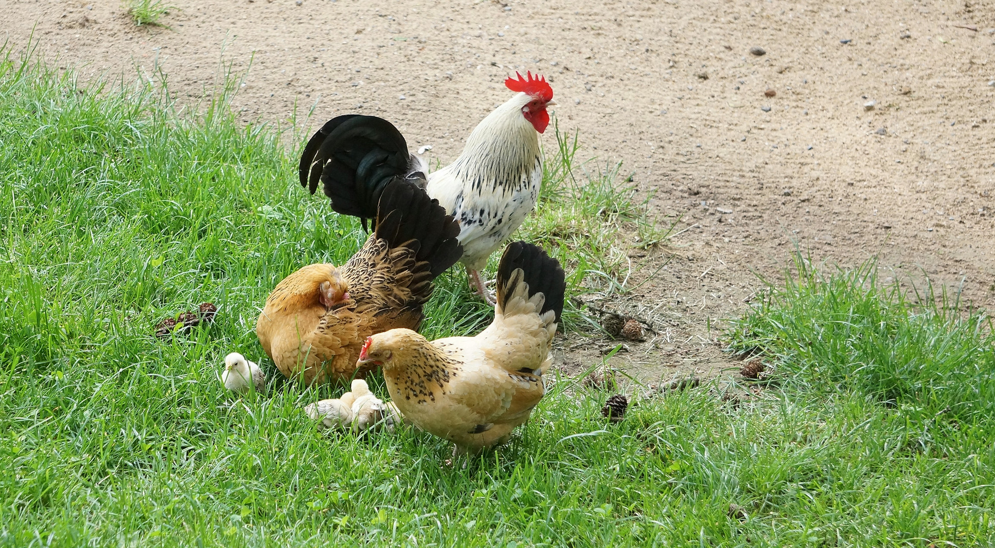 Familienausflug bei Familie Hahn und Huhn