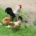 Familienausflug bei Familie Hahn und Huhn