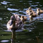 Familienausflug bei Familie Stockente