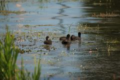 Familienausflug Bläshühner