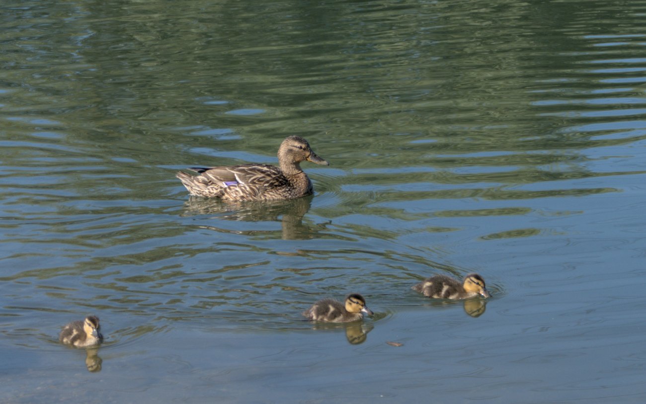 "Familienausflug"