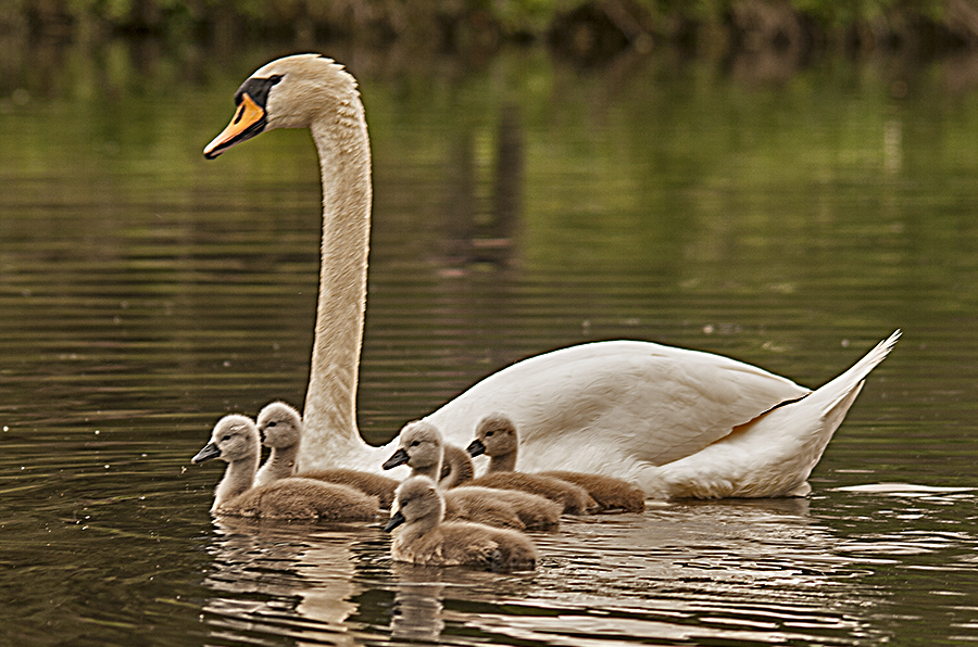 Familienausflug