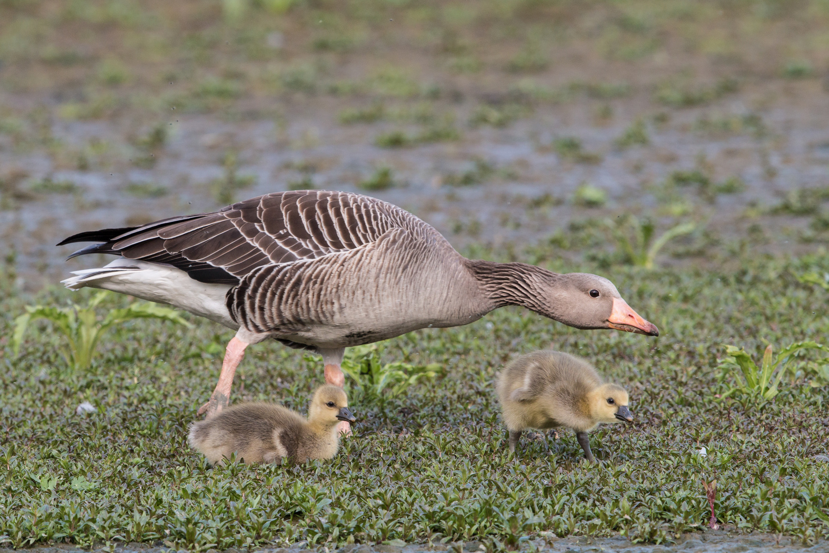 Familienausflug