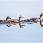 Familienausflug