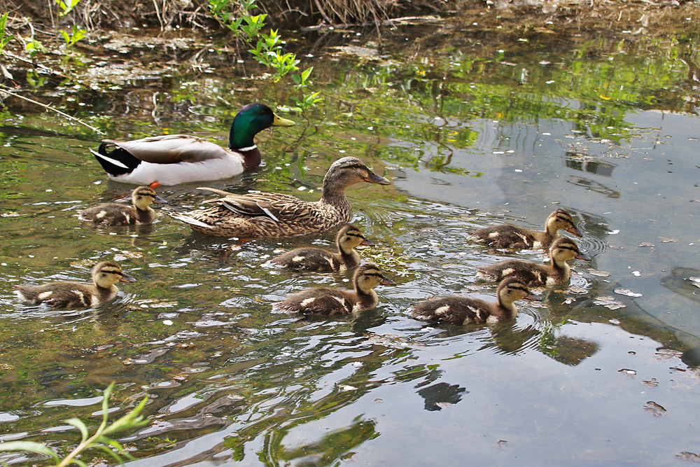 Familienausflug