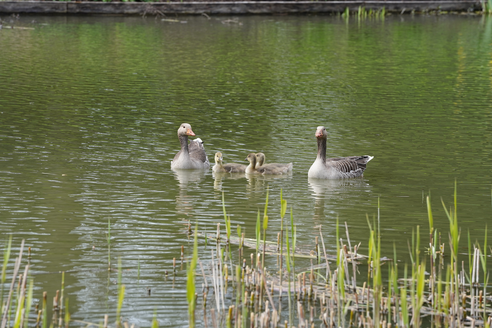 Familienausflug der Fluggänse