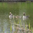 Familienausflug der Fluggänse