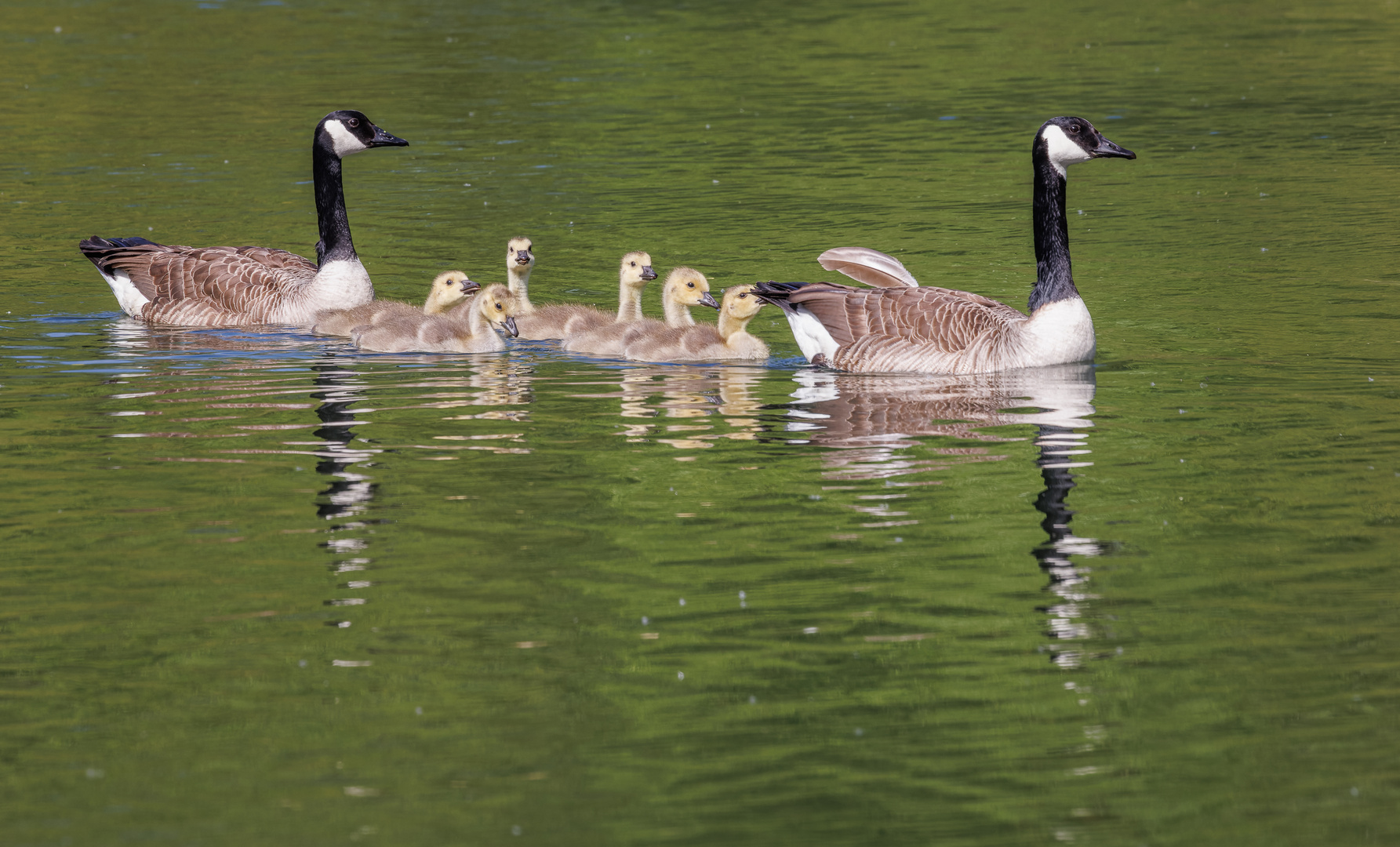 Familienausflug der Kanadagänse auf der Ruhr