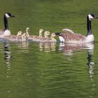 Familienausflug der Kanadagänse auf der Ruhr