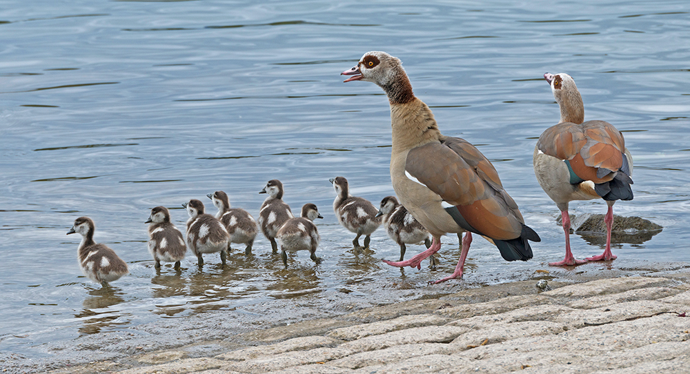 Familienausflug der Nilgänse